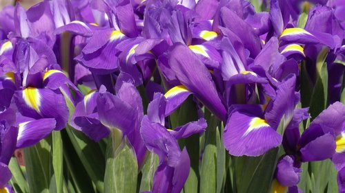 Iris,  Vilkdalgių,  Gėlė,  Gėlių,  Žydi,  Žiedas,  Žiedlapis,  Violetinė,  Vasara,  Žydi,  Violetinė,  Puokštė,  Botanikos