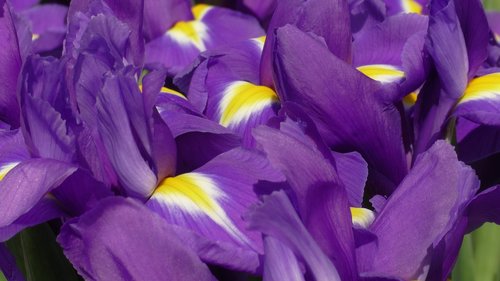 Iris,  Gėlių De Luce,  Gėlė,  Gėlių,  Pavasaris,  Augalų,  Žiedas