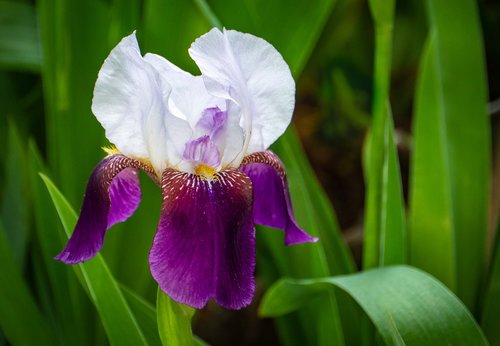 Iris,  Braithwaite,  Gėlė,  Pavasaris