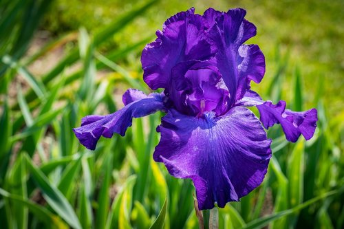 Iris,  Violetinė,  Gėlė,  Pavasaris,  Presby Iris Sodai
