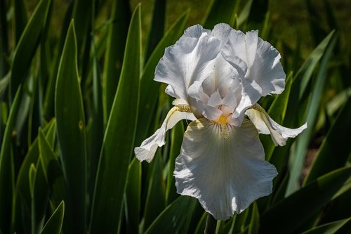 Iris,  Baltos Spalvos,  Gėlė,  Pavasaris,  Presby Iris Sodai