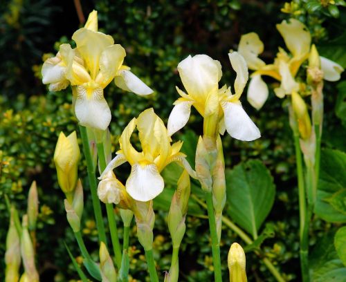 Iris, Gėlės, Geltona, Dekoratyvinis Augalas, Gamta