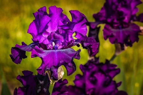 Iris,  Baklažanų Spalvos,  Violetinė,  Gėlė,  Presby Iris Sodai,  Pavasaris