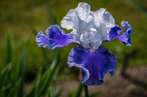 Iris,  Balta-Mėlyna,  Gėlė,  Presby Iris Sodai,  Pavasaris
