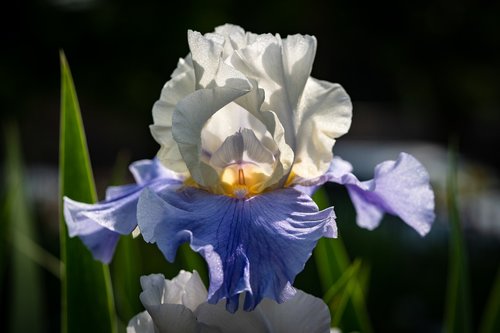 Iris,  Baltos Spalvos Su Šviesiai Mėlynai,  Gėlė,  Pavasaris,  Presby Iris Sodai
