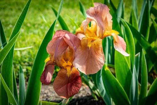 Iris,  Persikų Oranžinė,  Gėlė,  Pavasaris,  Presby Iris Sodai