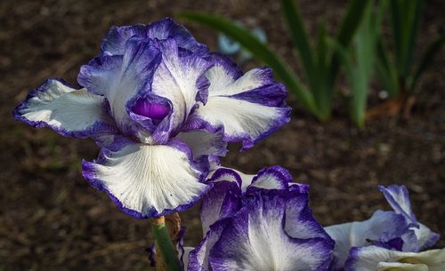 Iris,  Violetinė,  Gėlė,  Pavasaris,  Presby Iris Sodai