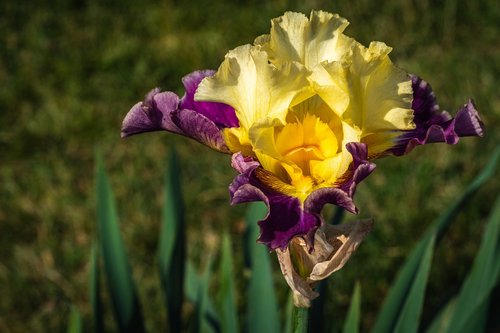 Iris,  Geltonos Ir Sangrija,  Gėlė,  Pavasaris,  Presby Iris Sodai
