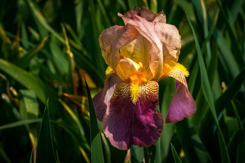 Iris,  Persikų Ir Sangrija,  Gėlė,  Pavasaris,  Presby Iris Sodai