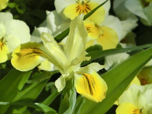 Iris,  Gėlės,  Geltona,  Pavasaris,  Iš Arti,  Augalų,  Gamta