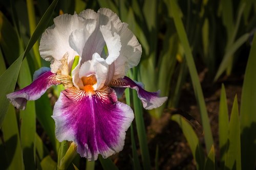 Iris,  Balta Purpurinės,  Gėlė,  Pavasaris,  Presby Iris Sodai