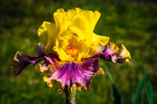 Iris,  Geltonos Purpurinės,  Gėlė,  Pavasaris,  Presby Iris Sodai
