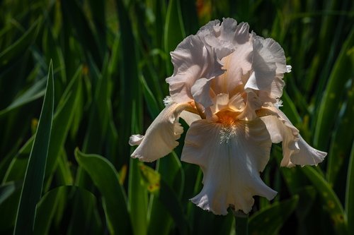 Iris,  Kokoso Spalvos,  Gėlė,  Pavasaris,  Presby Iris Sodai