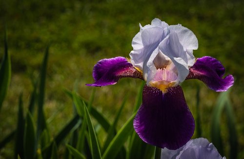 Iris,  Balta Baklažanų Spalva,  Gėlė,  Pavasaris,  Presby Iris Sodai