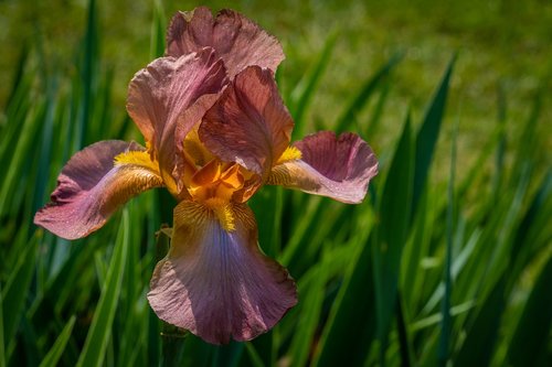 Iris,  Rouge,  Gėlė,  Pavasaris,  Presby Iris Sodai