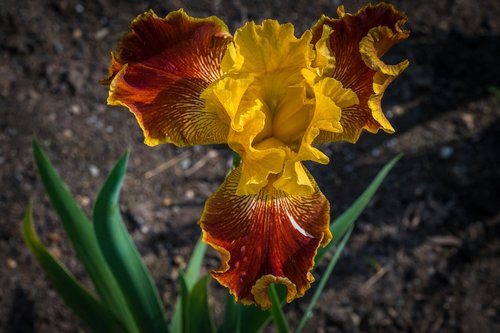 Iris,  Geltonos Uogų,  Gėlė,  Pavasaris,  Presby Iris Sodai