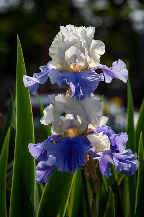 Iris,  Balta Mėlyna,  Gėlė,  Pavasaris,  Presby Iris Sodai