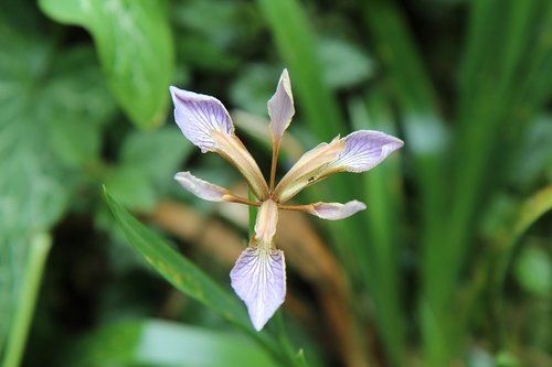 Iris,  Rainelės Gamtoje,  Violetiniai Iris,  Gėlių Vilkdalgių