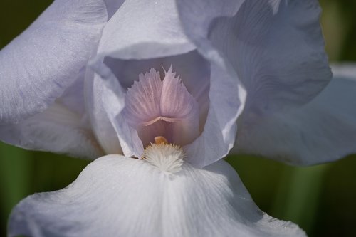 Iris,  Baltos Spalvos,  Iš Arti,  Gėlė,  Pavasaris,  Presby Iris Sodai