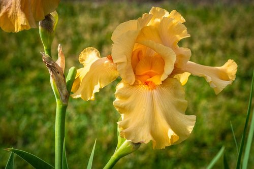 Iris,  Medaus Spalvos,  Gėlė,  Pavasaris,  Presby Iris Sodai