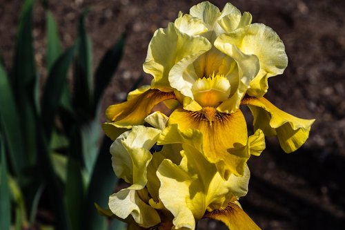 Iris,  Geltona,  Gėlė,  Pavasaris,  Presby Iris Sodai