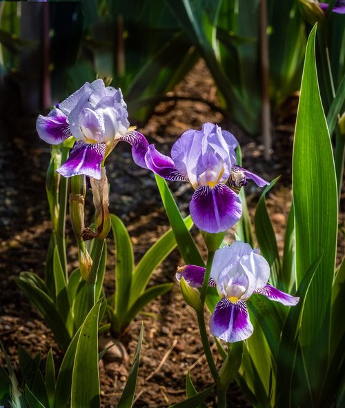 Iris,  Balta Violetine,  Gėlė,  Pavasaris,  Presby Iris Sodai