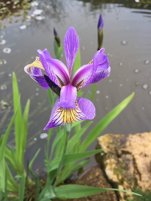 Iris,  Violetinė Gėlė,  Violetinė,  Tvenkinys Augalų,  Pobūdį,  Sodo Augalų