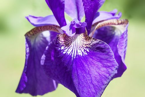 Iris, Iris Pseudacorus, Raudona Rainelė, Augalas, Iridaceae, Gėlė, Kabantys Lapai, Dom Lapai, Žiedas, Žydėti, Makro