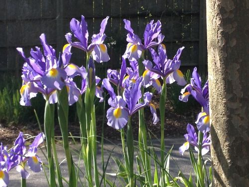 Iris, Gėlės, Violetinė, Gėlių, Gėlė, Žiedas, Pavasaris, Spalva, Botanikos