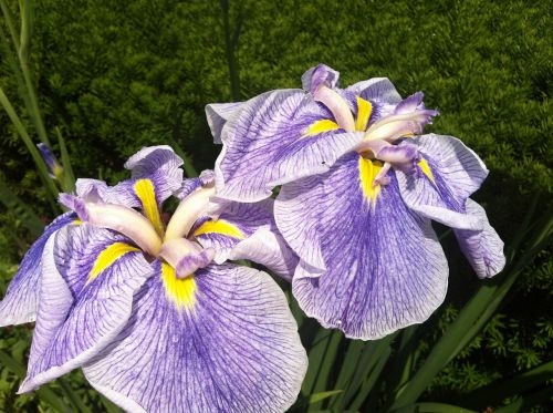 Iris, Gėlė, Violetinė, Žiedas, Vasara, Žiedlapis, Sodas, Flora, Žydėti, Violetinė, Botanikos