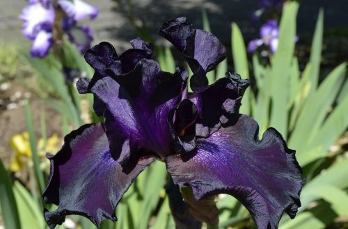 Iris, Gėlė, Violetinė, Violetinė, Gėlių, Augalas, Flora, Iš Arti, Žiedlapis, Švelnus, Botanikos