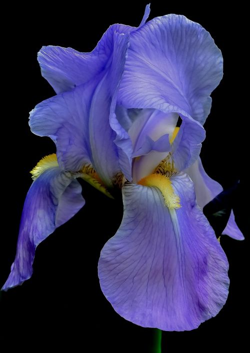 Iris, Gėlė, Mėlynas, Vasara, Gėlių, Augalas, Žiedlapis, Natūralus, Alyva