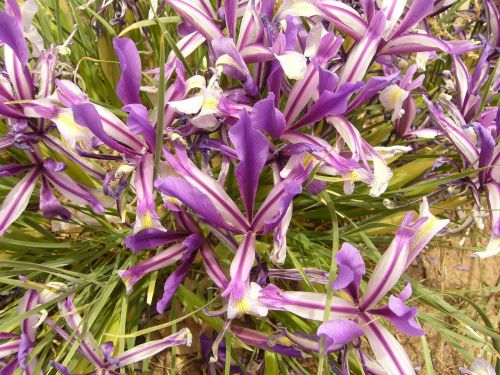 Iris, Mėlynas, Gėlė, Augalas, Mongolija