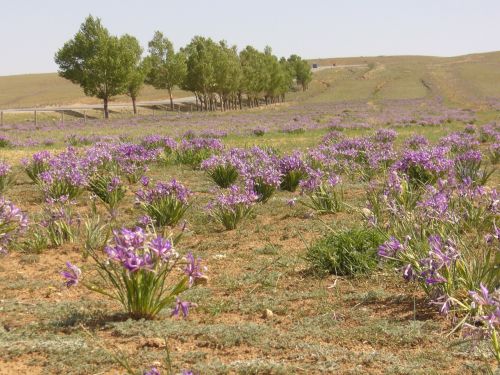 Iris, Mėlynas, Gėlė, Augalas, Mongolija