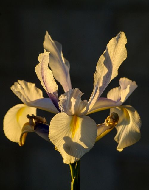 Iris, Gėlė, Balta, Saulėtas, Sodas, Australia