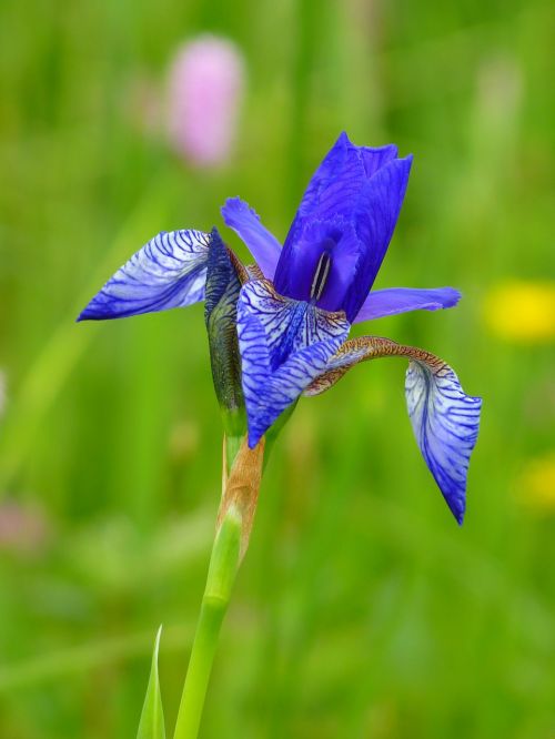Iris, Siberian Schwertlilie, Mėlynas, Gėlė, Augalas, Mėlyna Violetinė