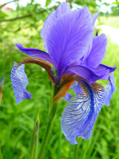 Iris, Gėlė, Mėlynas, Žydėti, Gamta