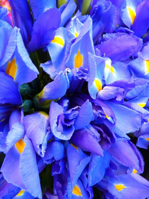 Iris, Mėlynas, Gėlės