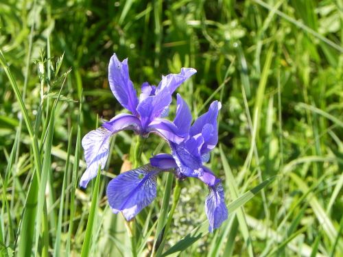 Iris, Gėlė, Alpių, Flora, Alpių Gėlė
