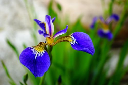 Iris, Gėlės, France, Gamta