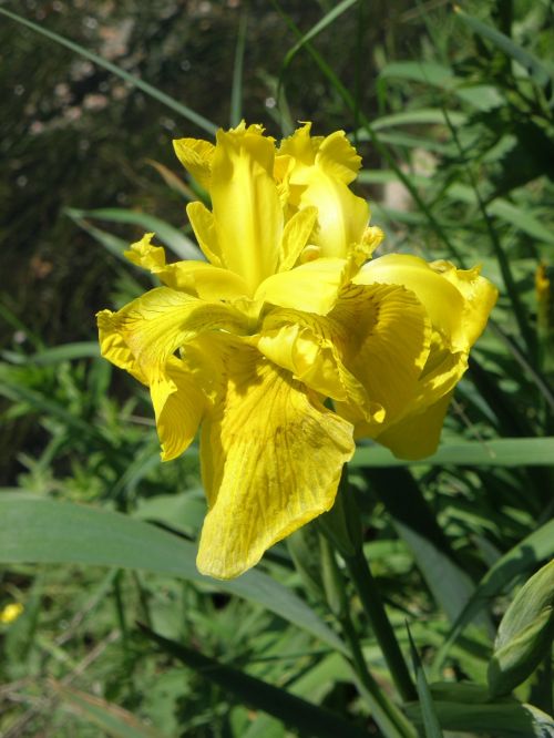 Iris,  Geltona,  Gėlė