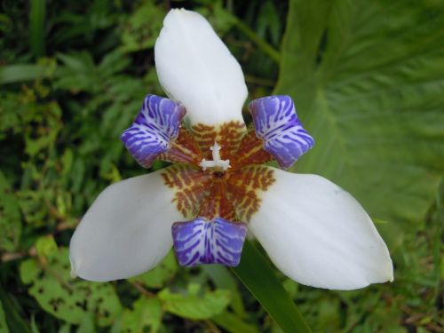 Iris,  Gėlė,  Sun Ming Shan,  Pavasaris