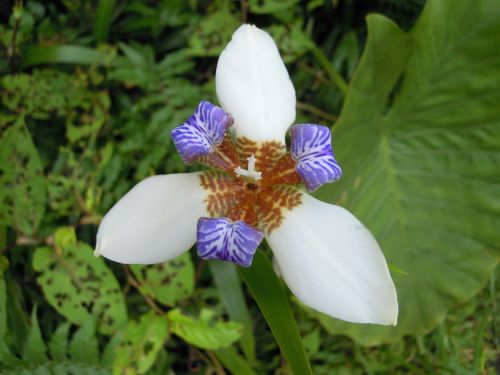 Iris,  Gėlė,  Sun Ming Shan,  Pavasaris