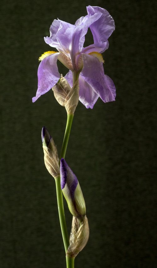 Iris,  Tamsiai Violetinė,  Žiedas,  Žydėti,  Iridaceae,  Dekoratyvinis Augalas