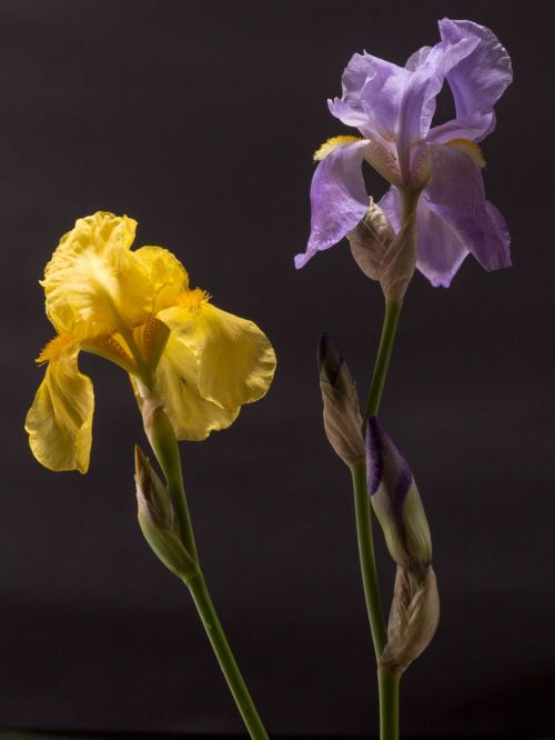 Iris,  Tamsiai Violetinė,  Geltona,  Žiedas,  Žydėti,  Iridaceae,  Dekoratyvinis Augalas