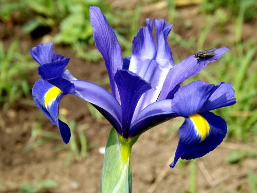 Iris, Gėlė, Iris Pseudarocus, Violetinė