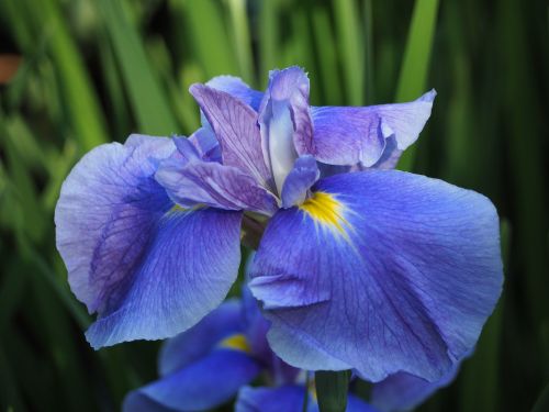 Iris, Gėlės, Mėlynos Gėlės