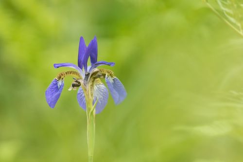 Iris, Gėlės, Korėjos Respublika
