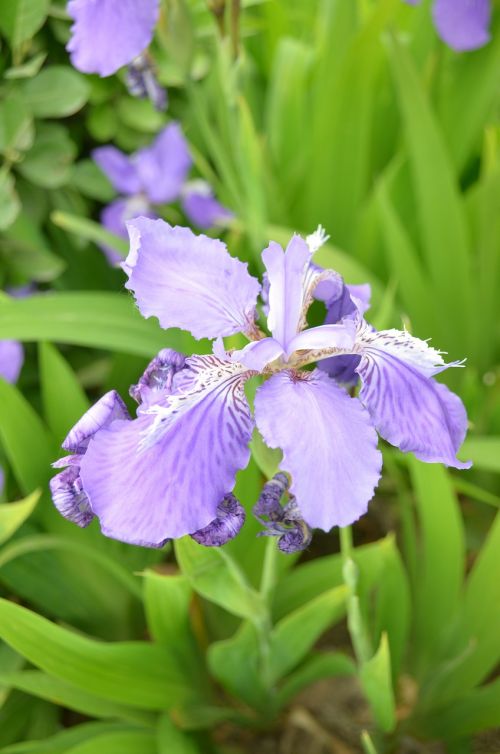 Iris,  Mėlyna Ir Violetinė,  Gėlės,  Augalas