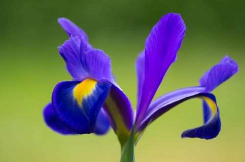 Iris, Gėlė, Violetinė, Violetinė, Žiedas, Augalas, Žiedlapis, Pavasaris, Gamta, Gėlių, Žydėti